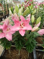 [4598 VZ W06 0516-01 Crosser No01.JPG]